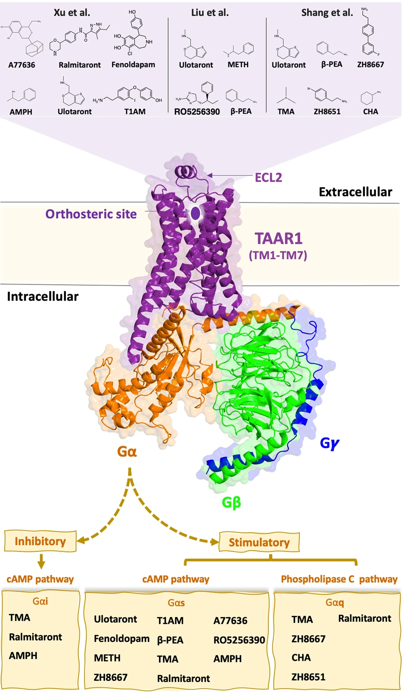TAAR1 pharmacology figure